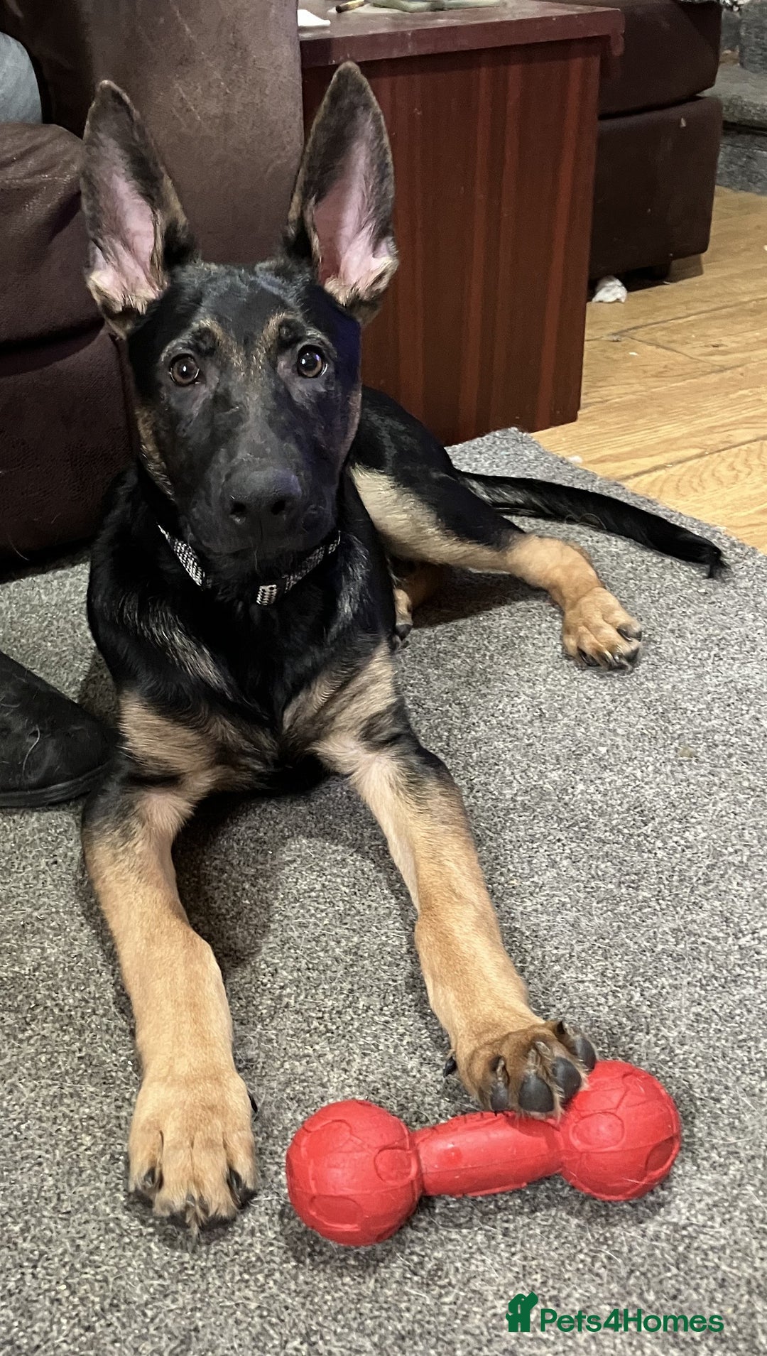 German Shepherd dogs for sale: Male German Shepherd Dog for sale - Advert 5