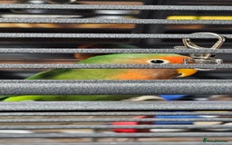 Lovebirds birds for sale: Pair bonded lovebirds - Image 8