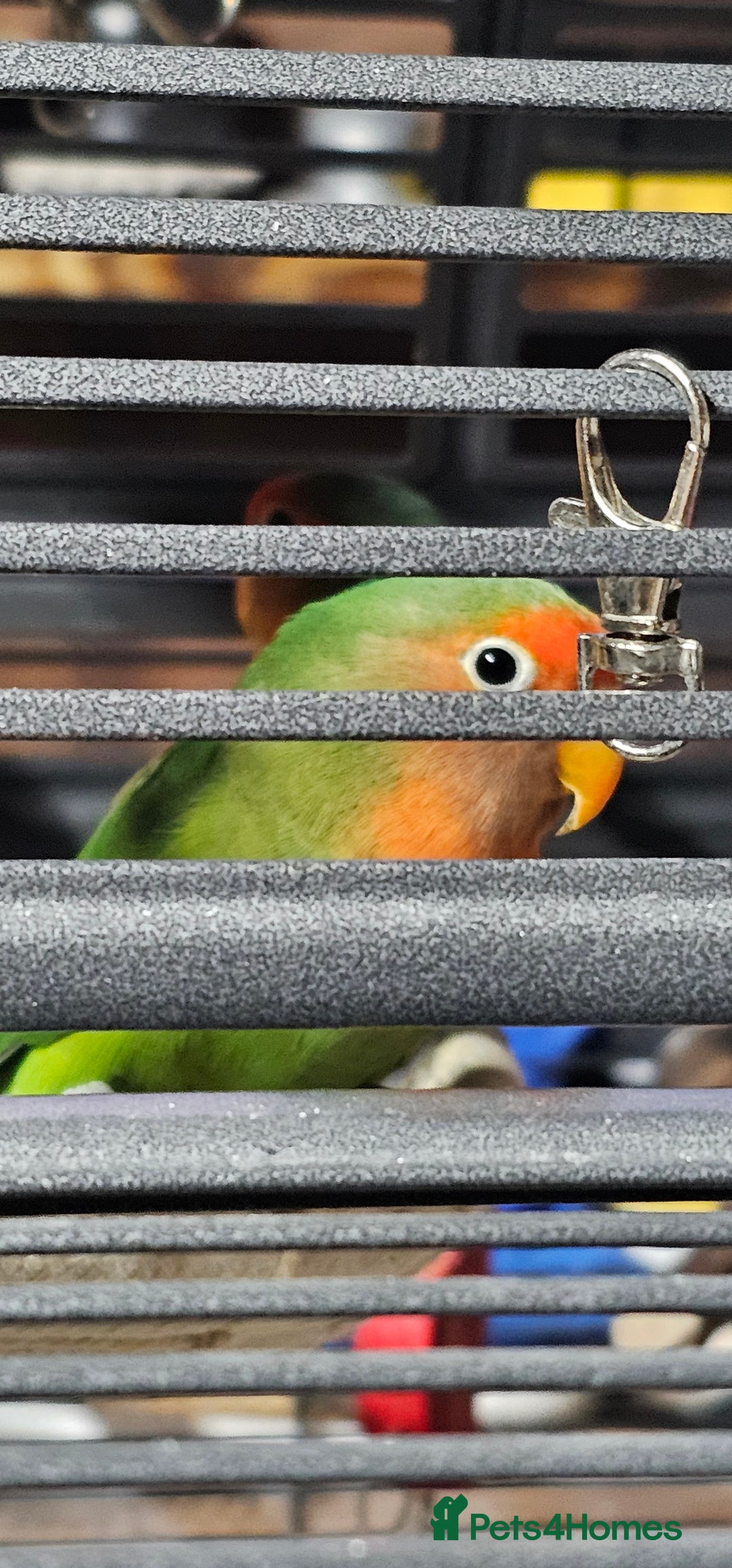 Lovebirds birds for sale: Pair bonded lovebirds - Image 8