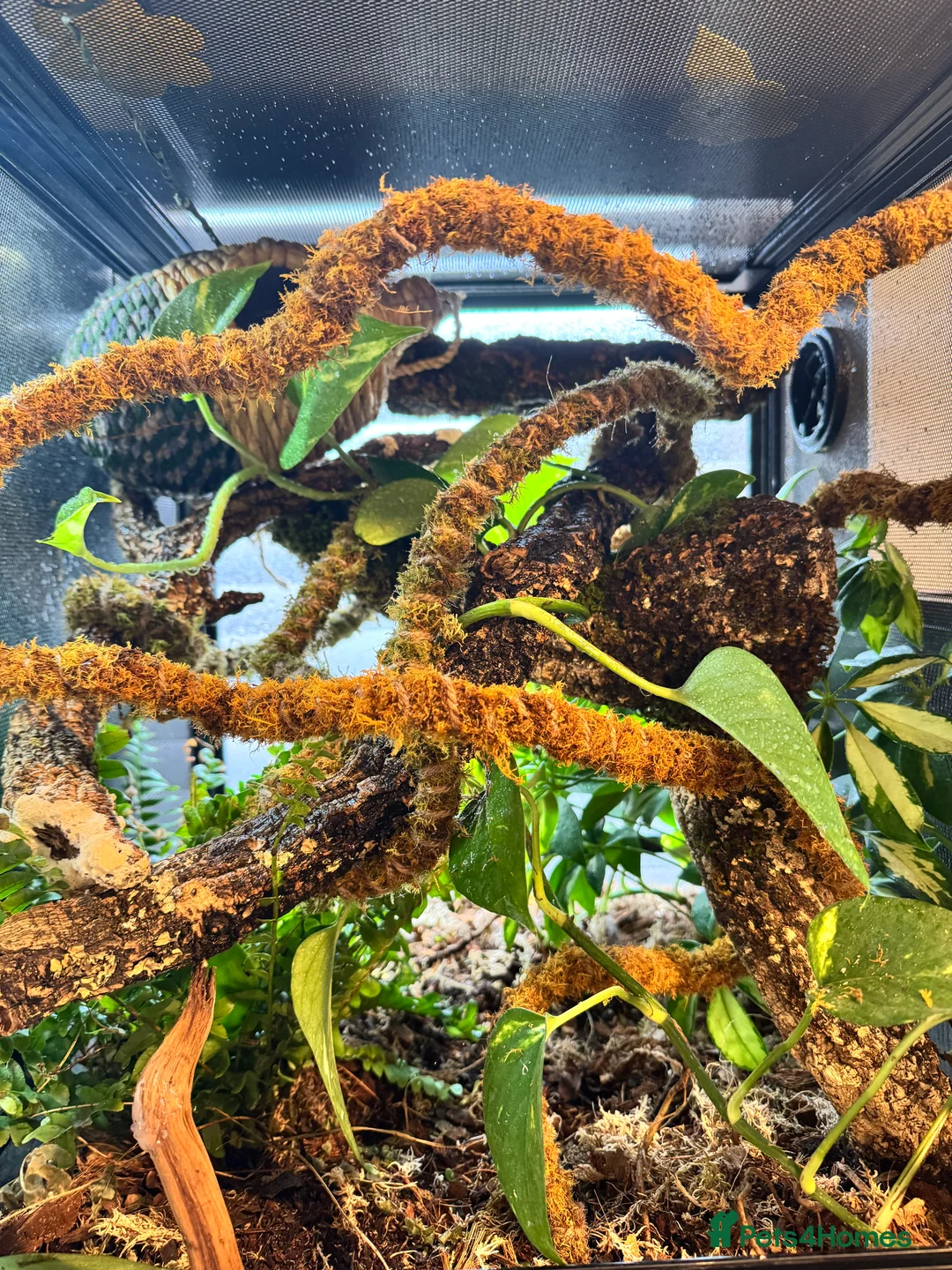 Gallery Image {{count}}