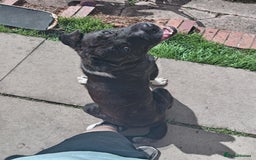 Mixed Breed dogs for sale: 'zeus' for rehoming  - Image 2