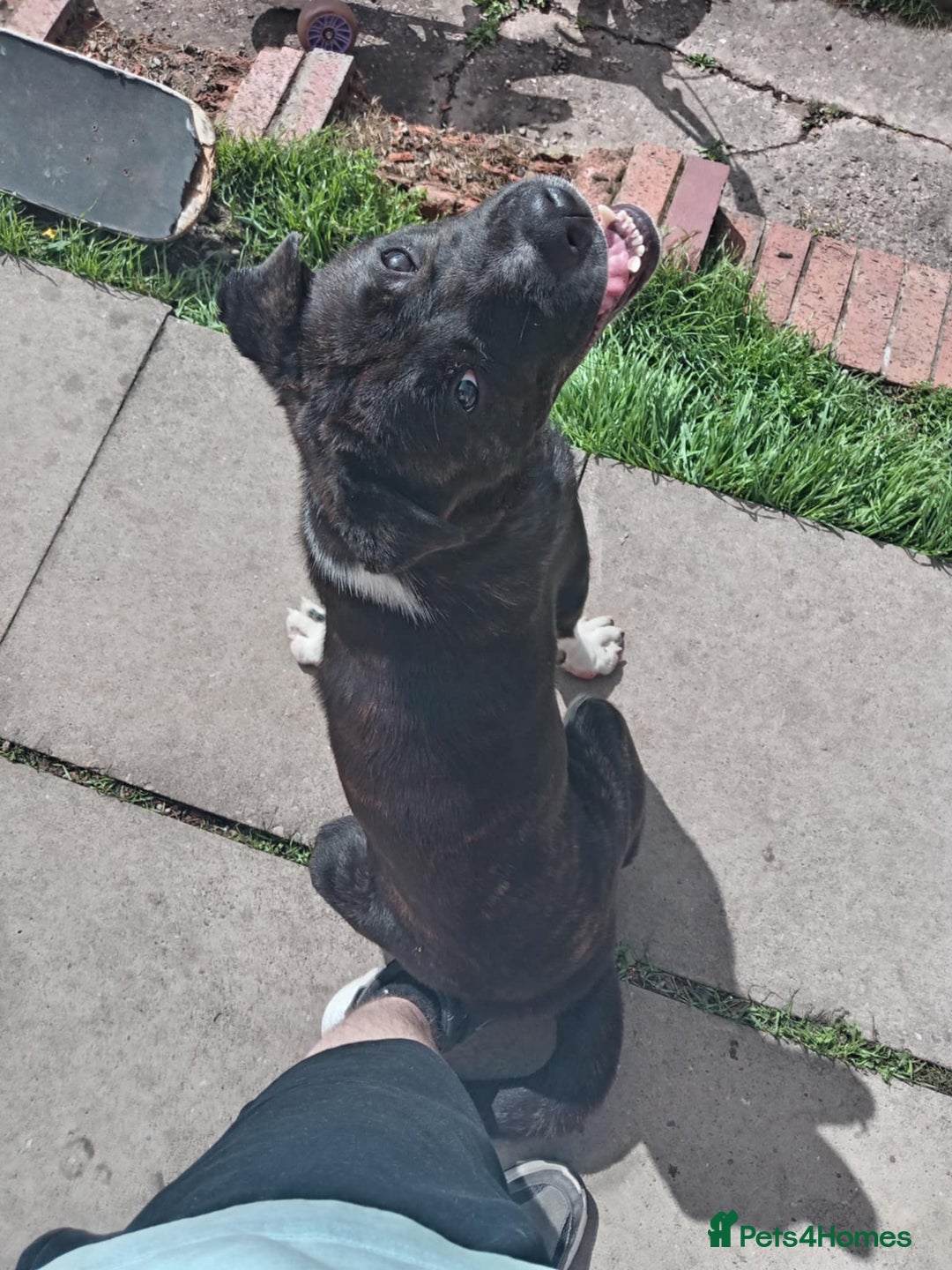 Mixed Breed dogs for sale: 'zeus' for rehoming  - Image 2