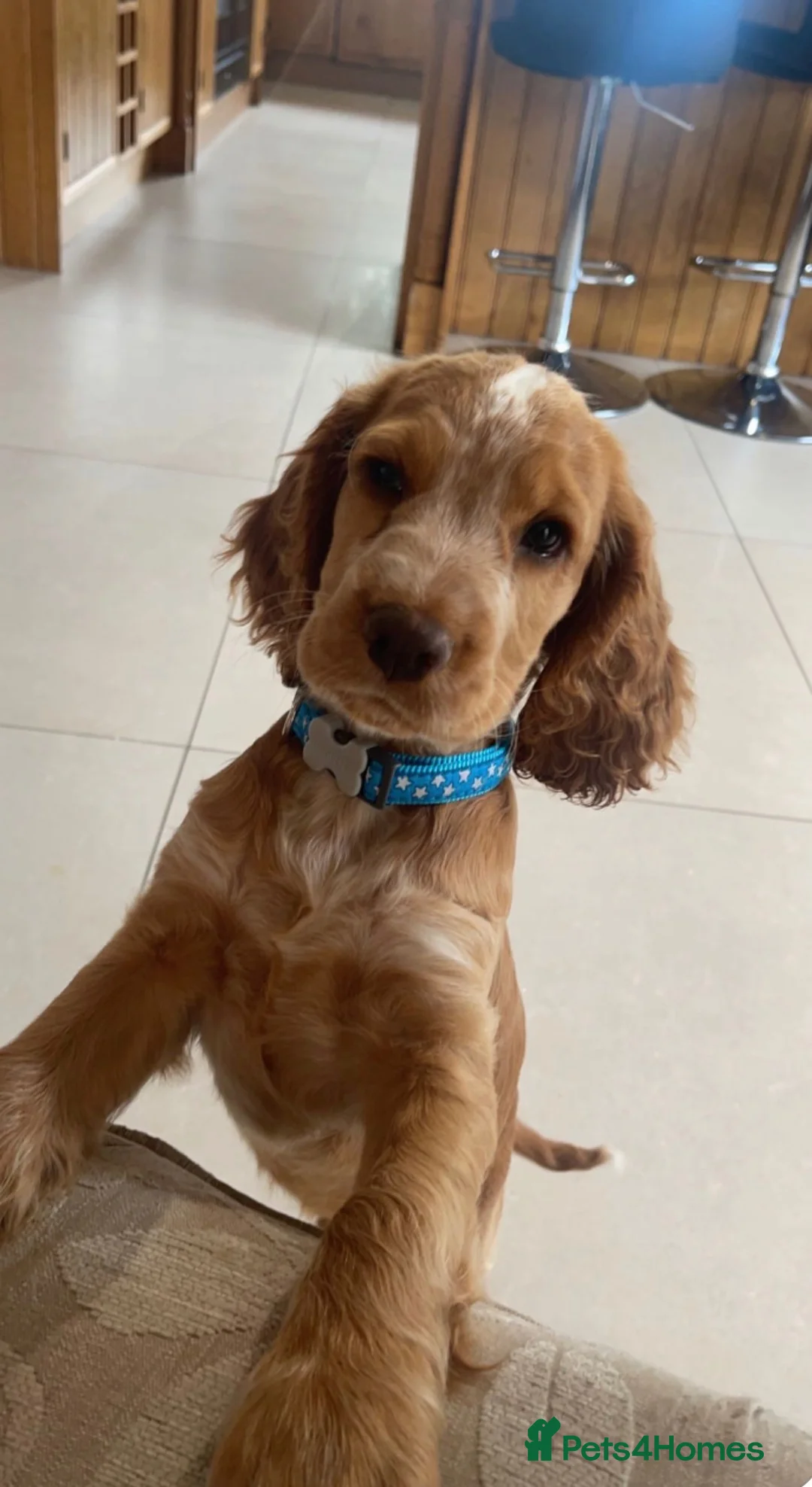 Cocker Spaniel dogs for stud: Cocker Spaniel Stud Available  in Dungannon - Advert 8