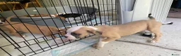 Mixed Breed dogs for sale: Family Raised Bulldog x Boxer Puppies Ready :))) in Bideford - Advert 28