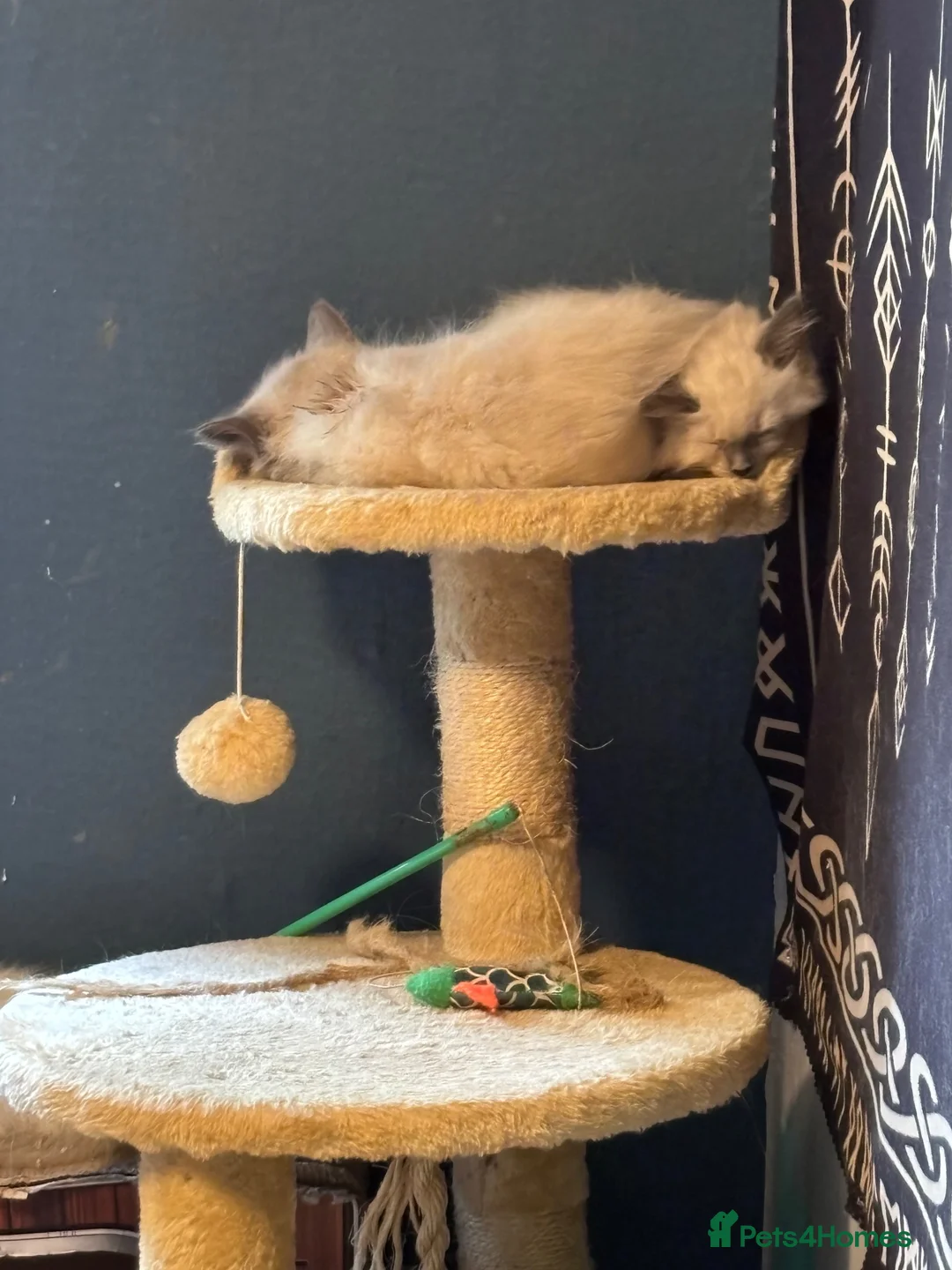 Ragdoll cats for sale: Ragdoll bluepoint/sealpoint - Advert 10