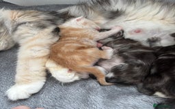 Maine Coon cats for sale: 3 beautiful Maine coon babies READY NOVEMBER - Image 13