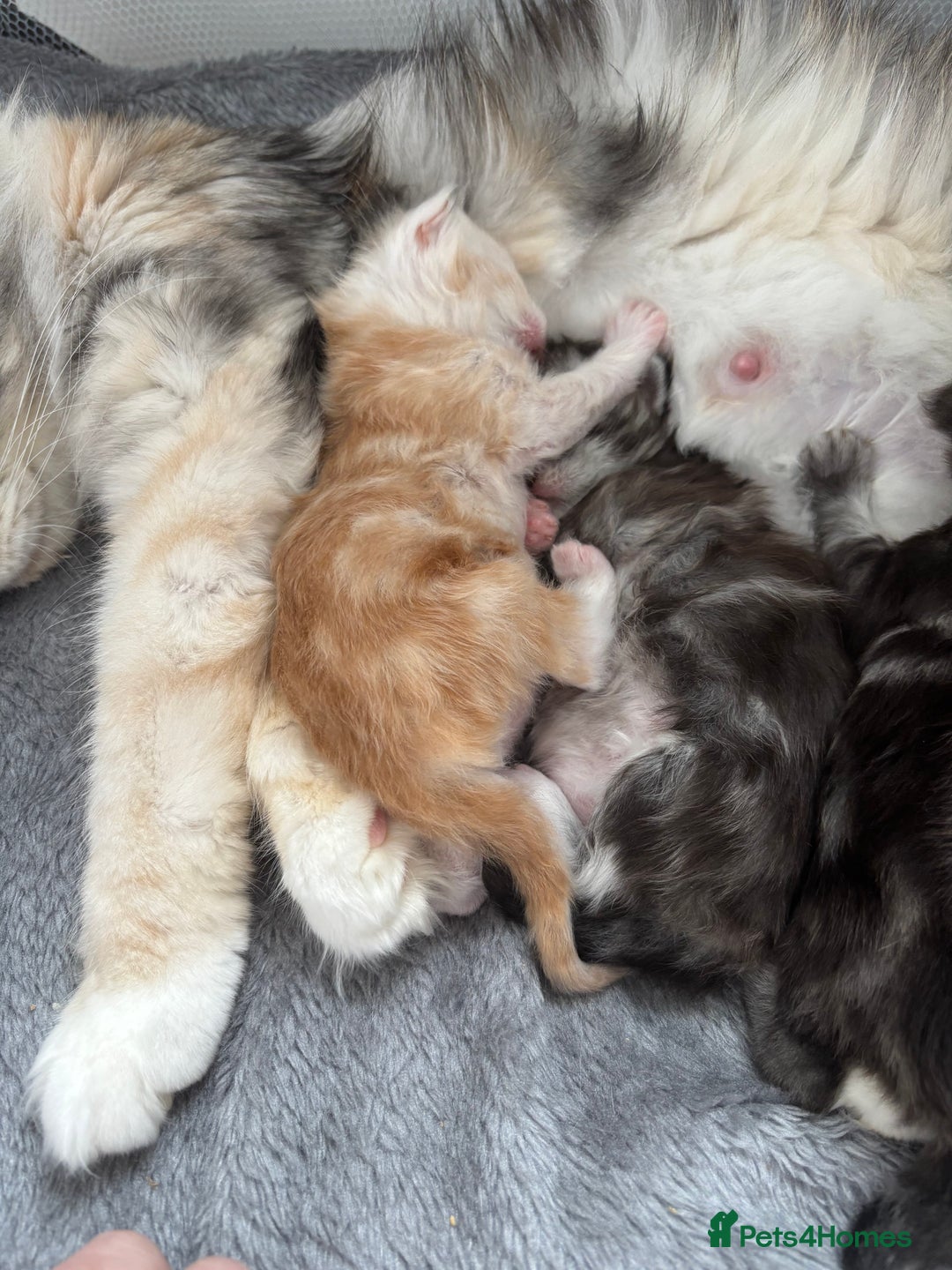 Maine Coon cats for sale: 3 beautiful Maine coon babies READY NOVEMBER - Image 13