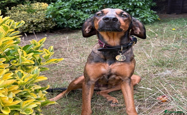 Mixed Breed dogs - Advert 16