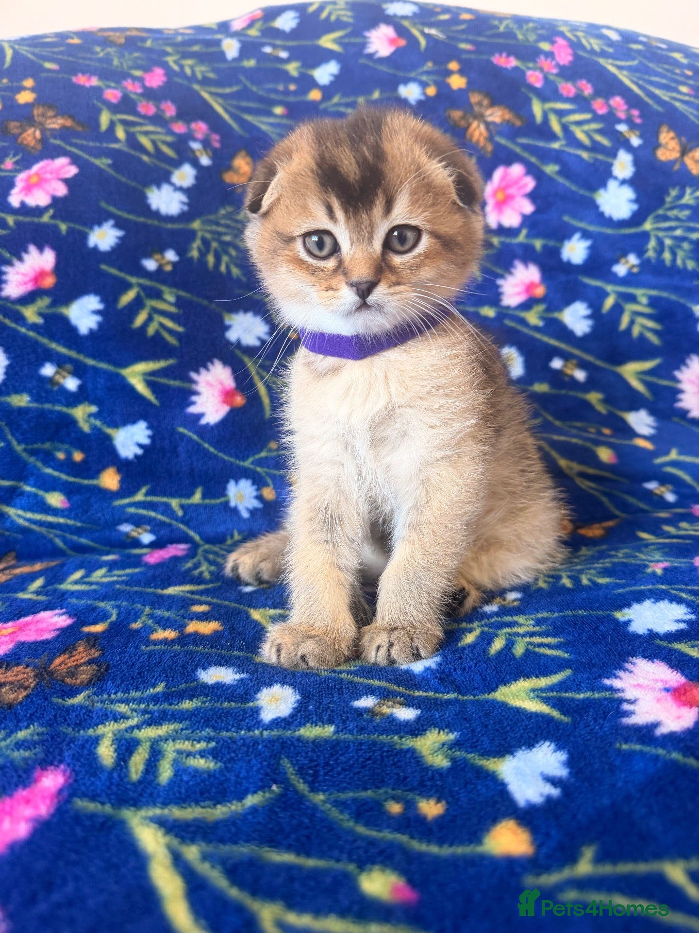 Scottish Fold cats Beautiful Scottish Fold kittens - Advert 1
