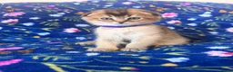 Scottish Fold cats for sale: Beautiful Scottish Fold kittens - Advert 1
