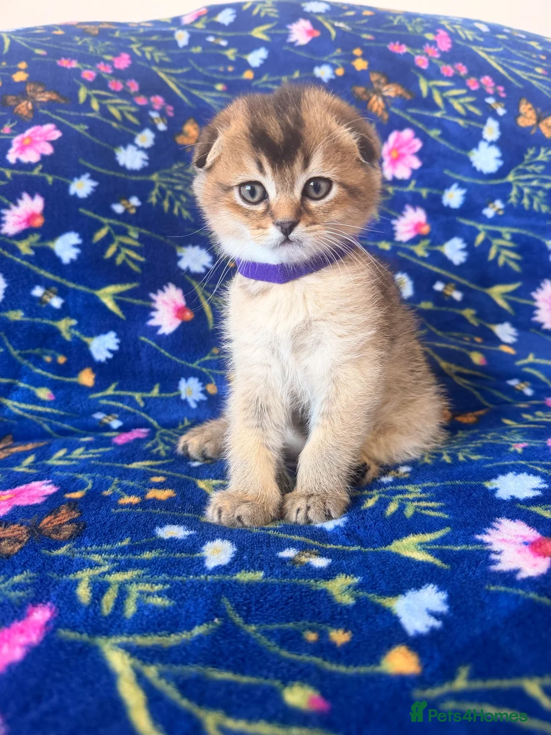 Scottish Fold cats for sale: Beautiful Scottish Fold kittens - Advert 1