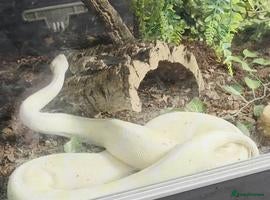 Snake reptiles 3 female 1 male  - Advert 8