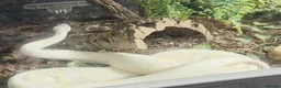 Snake reptiles for sale: 3 female 1 male  - Advert 1
