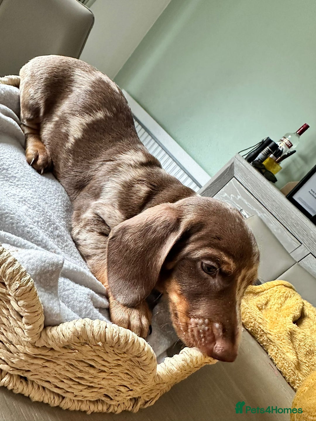 Miniature Dachshund dogs for sale: Miniature Dachshund Puppies  - Image 5