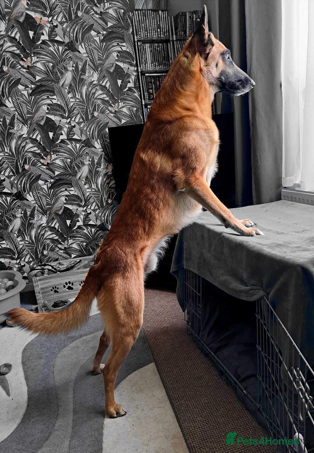 Belgian Shepherd Dog dogs for stud: BVA HEALTH TESTED, Proven, KC, BSD Malinois stud in Treorchy - Image 17