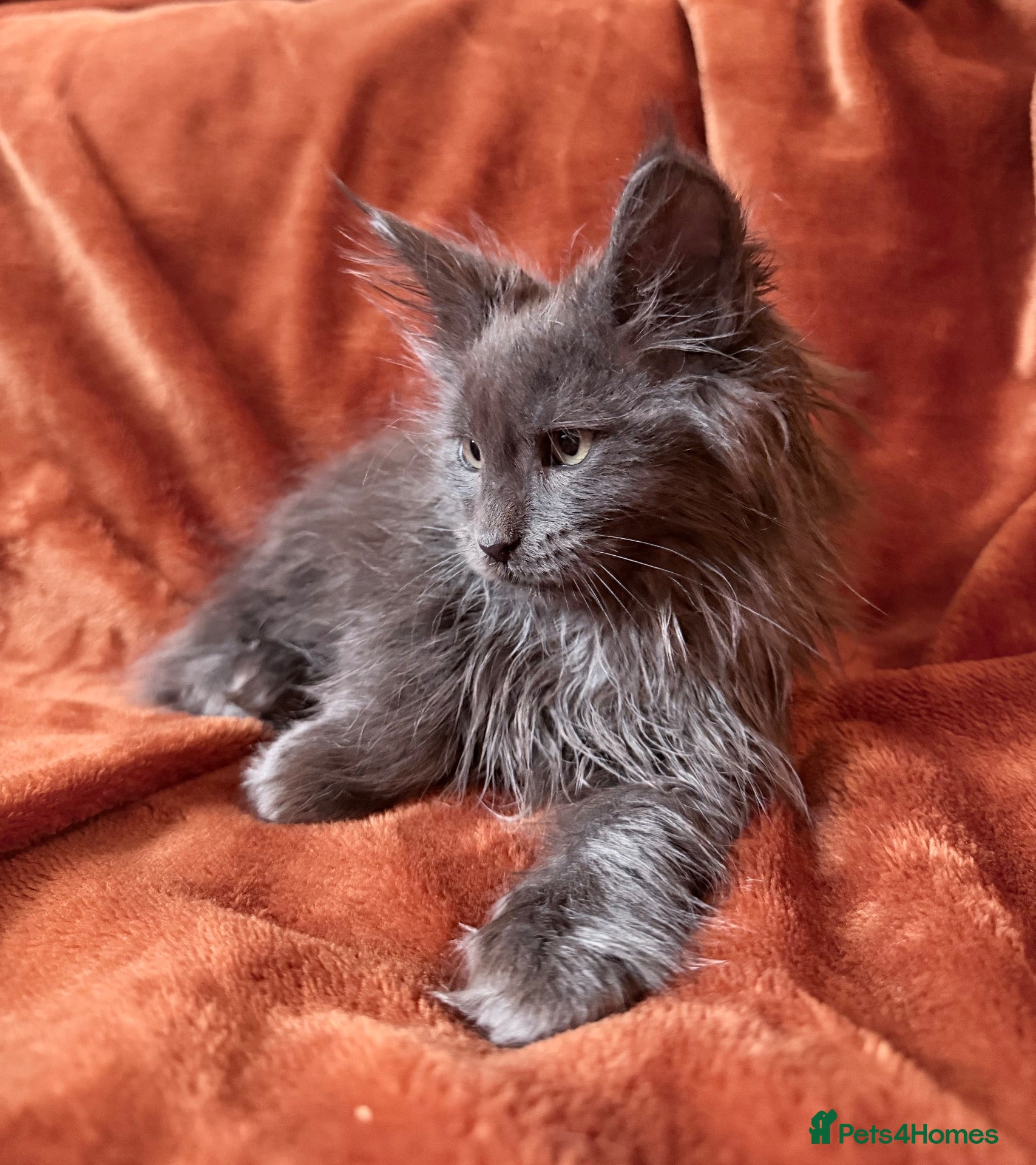 Maine Coon cats for sale: Maine coon kittens READY NOW Russian sired - Advert 21