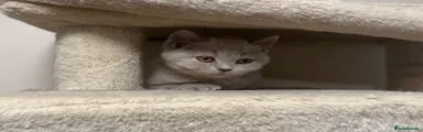 British Shorthair Lilac Male