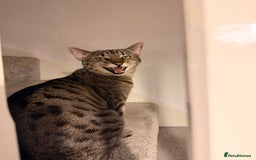 Mixed Breed cats for sale: Beautiful Bengal Savannah Mix to re-home - Image 2