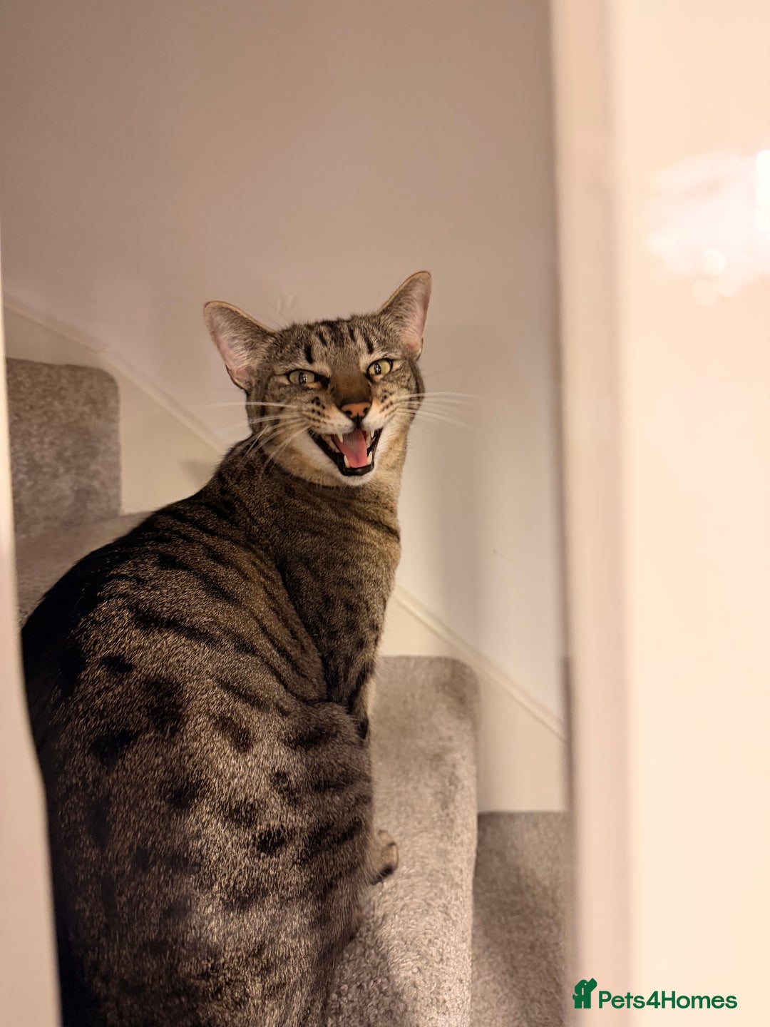 Mixed Breed cats for sale: Beautiful Bengal Savannah Mix to re-home - Image 2
