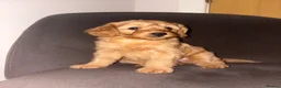 Labradoodle dogs for sale: F1b Labradoodle Puppies  in Morecambe - Advert 5