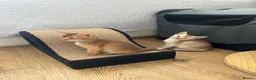 Abyssinian cats for sale: Abyssinian kittens  - Advert 18