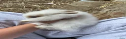 Mixed Breed rabbits for sale: Mini lionhead cross Norwegian dwarf rabbits - Advert 4