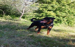 Rottweiler dogs for stud: German Rottweiler For Stud - Image 3