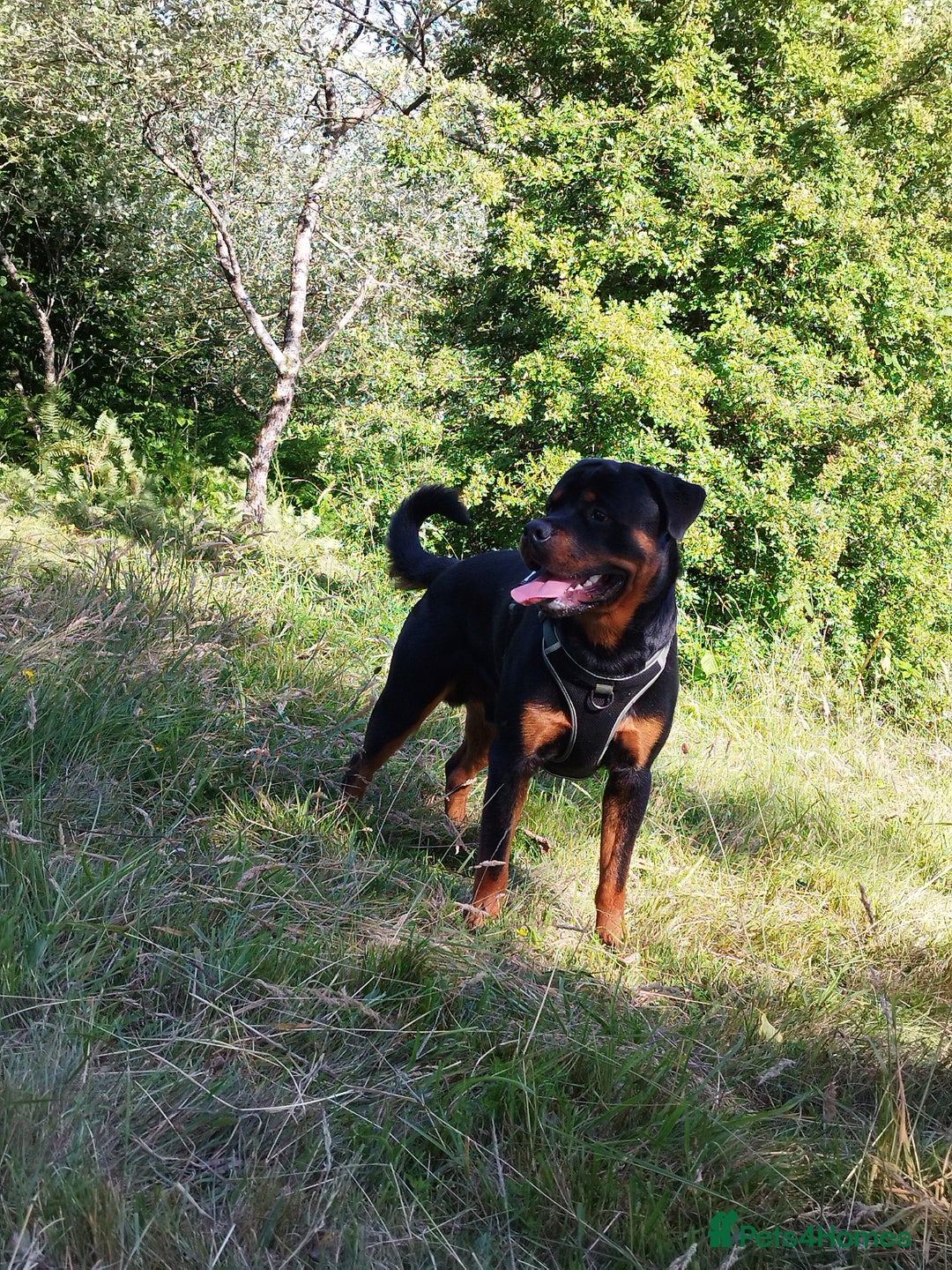 Rottweiler dogs for stud: German Rottweiler For Stud - Image 3