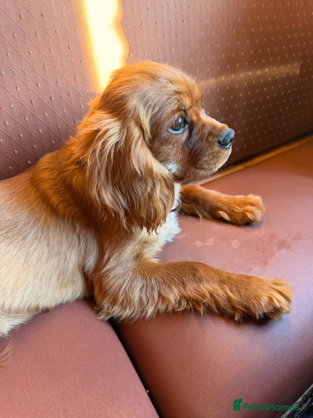 Cavalier King Charles Spaniel dogs for sale: Beautiful Ruby Boy Cavilier King Charles - Advert 2