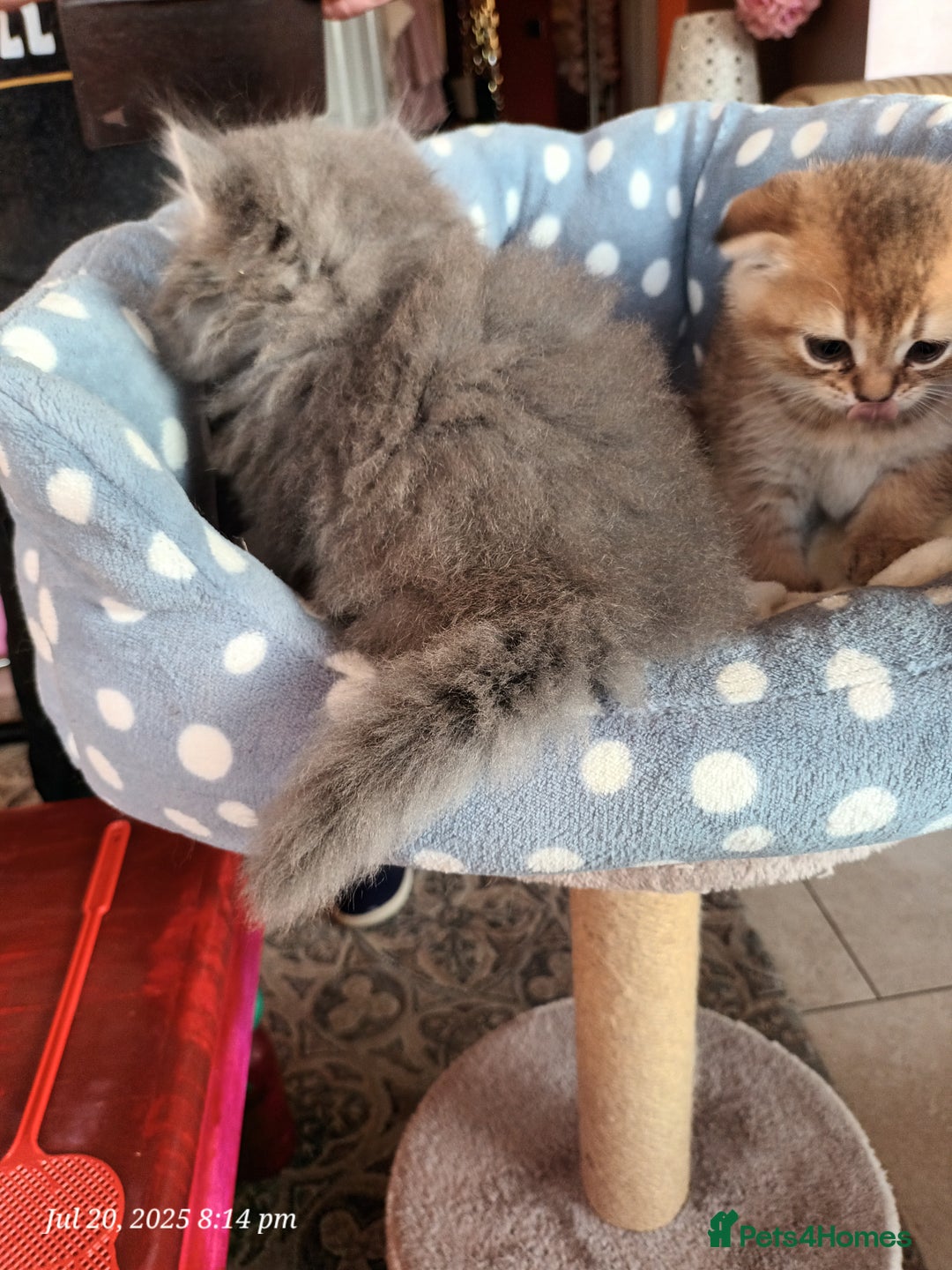 British Shorthair cats for sale: British grey shorthair and Scottish fold - Image 7