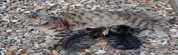 Mixed Breed cats for sale: Happy Healthy Tabby Kittens  - Advert 3
