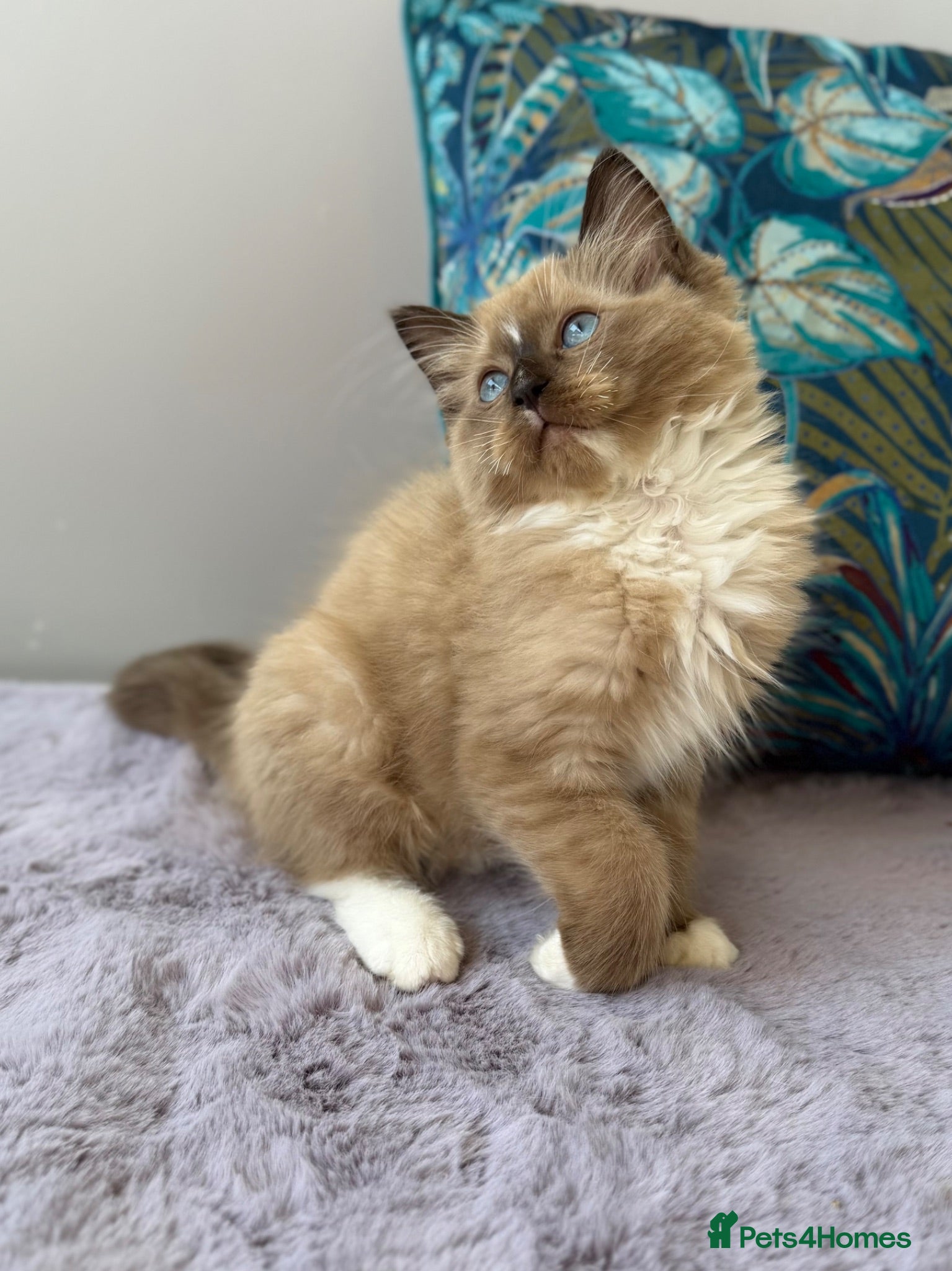 Ragdoll cats TICA registered cherubim and ragdoll kittens - Advert 1