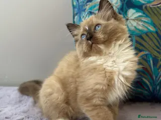 Ragdoll cats TICA registered cherubim and ragdoll kittens - Advert 1