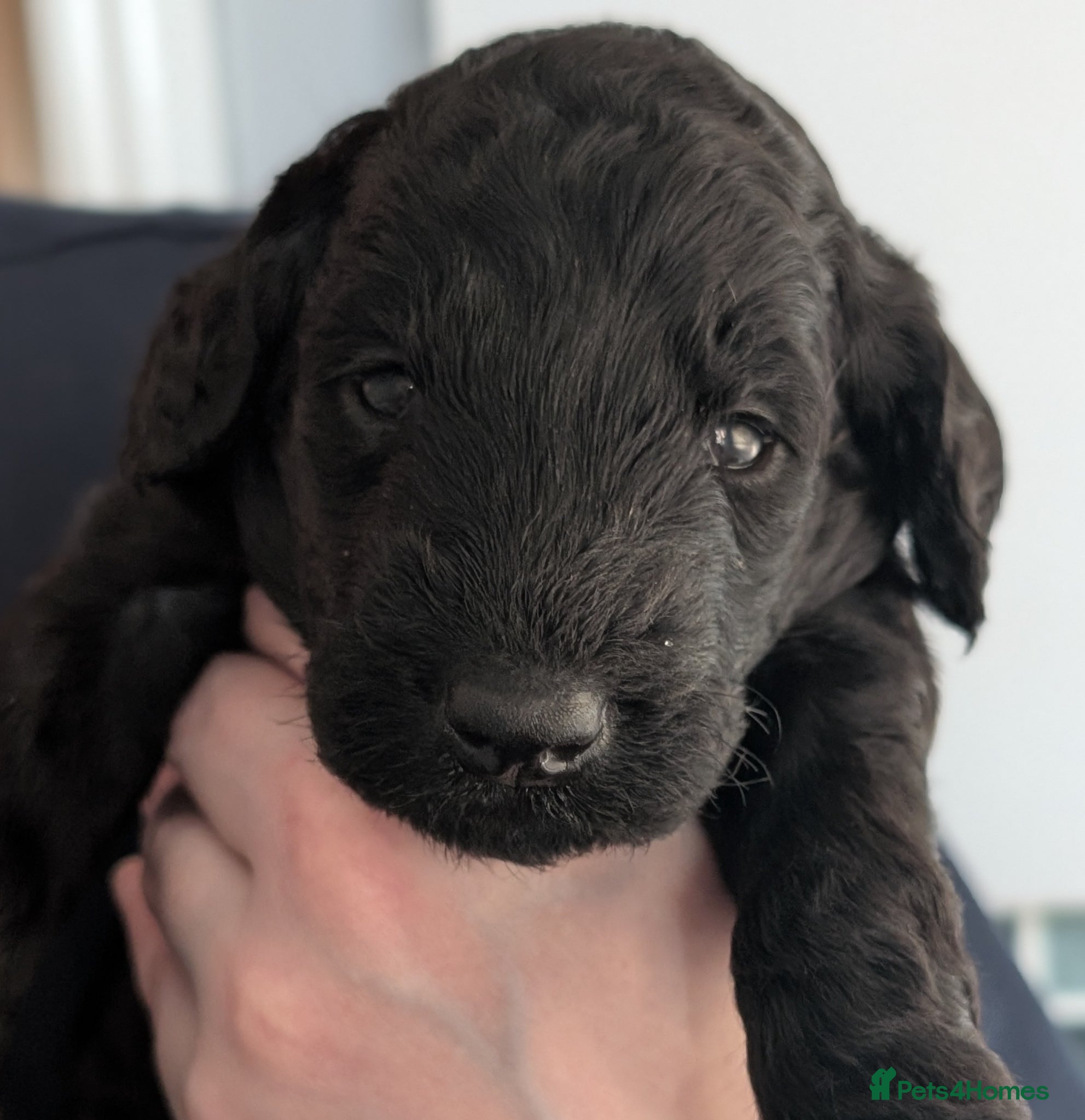Labradoodle dogs for sale: Unique Labradoodles - Merle, Phantom, Black, Red - Advert 20