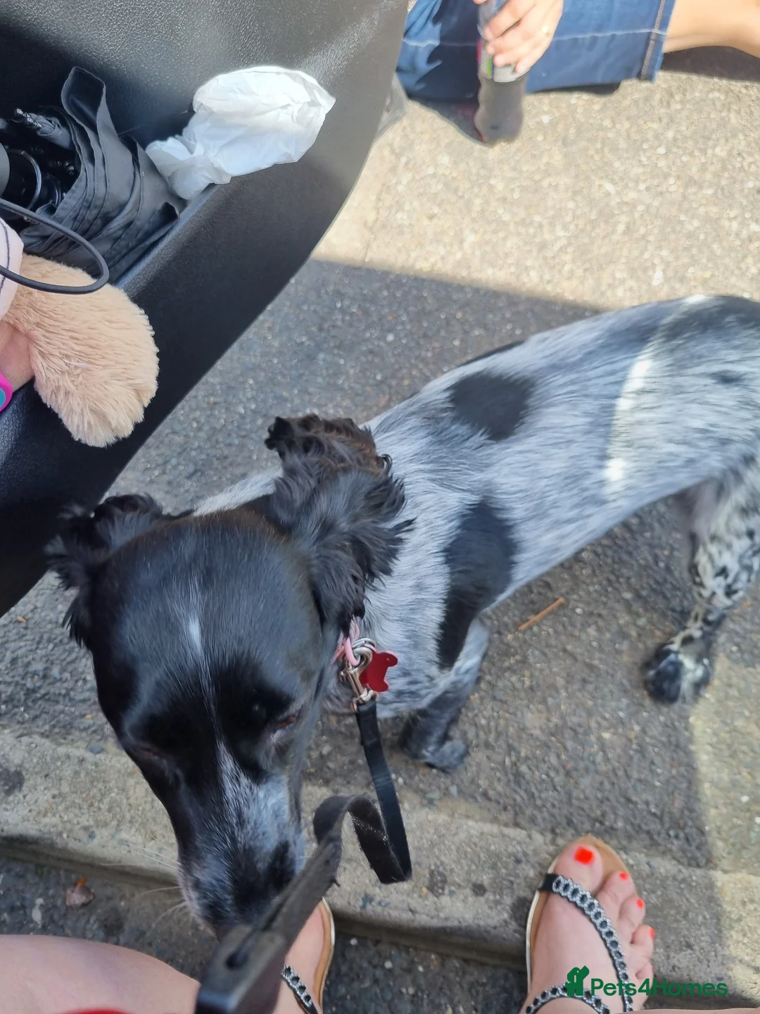 Cocker Spaniel dogs for sale: Beautiful blue roan cocker spaniel girl  in Spalding - Advert 15