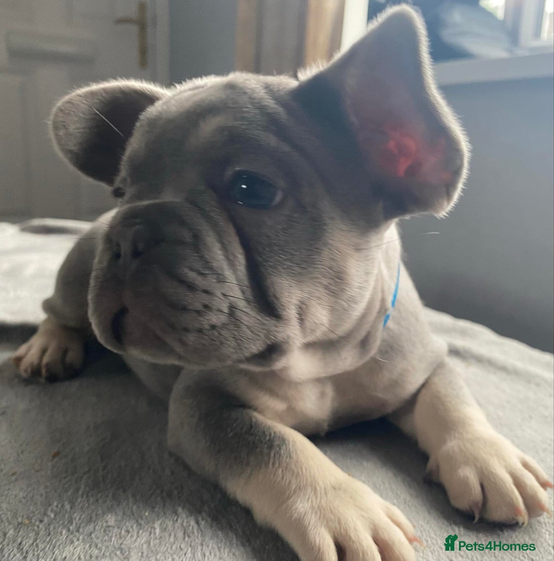 French Bulldog dogs for sale: French bulldog  puppies - Image 16