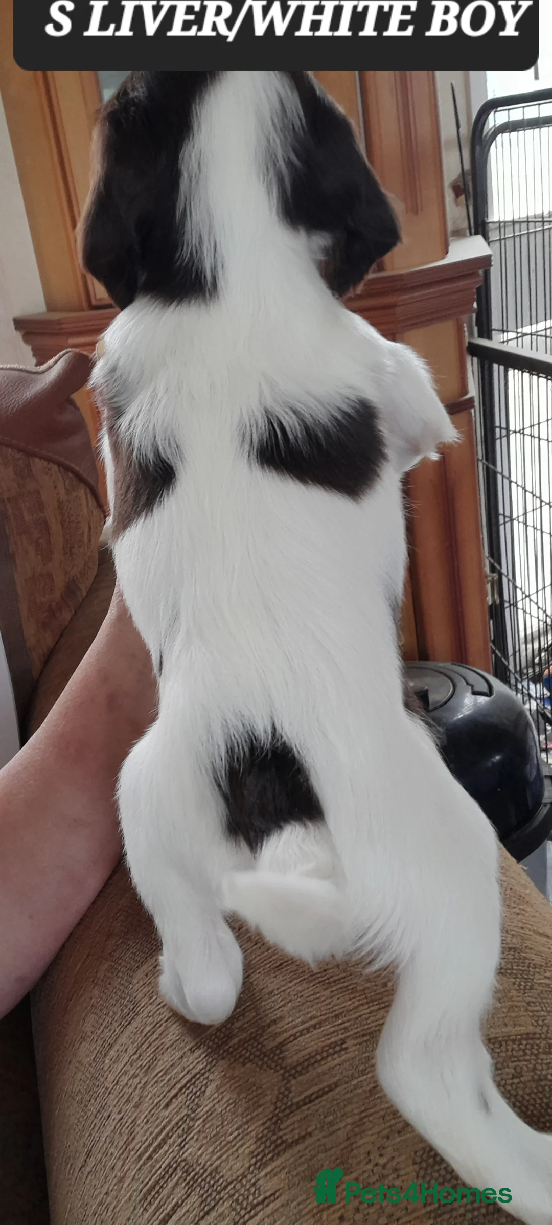 Sprocker dogs for sale: Beautiful F1 Sprocker Puppies  - Advert 2