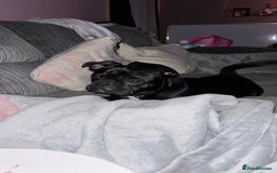 Frug dogs for sale: Male Frug  - Image 2