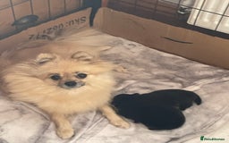 Pomeranian dogs for sale: Two Beautiful Pomeranian Boys for sale - Image 7