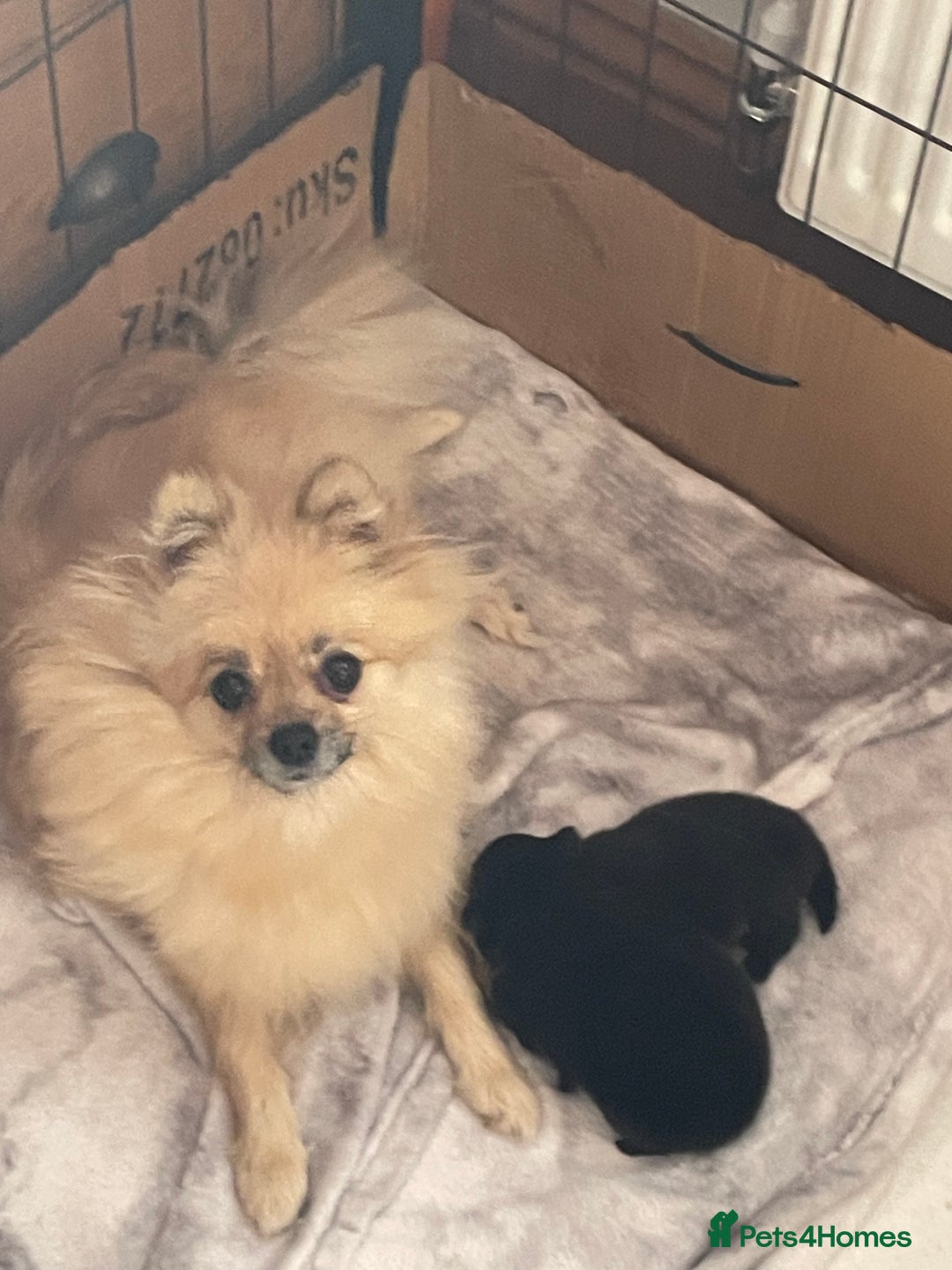 Pomeranian dogs for sale: Two Beautiful Pomeranian Boys for sale - Image 7