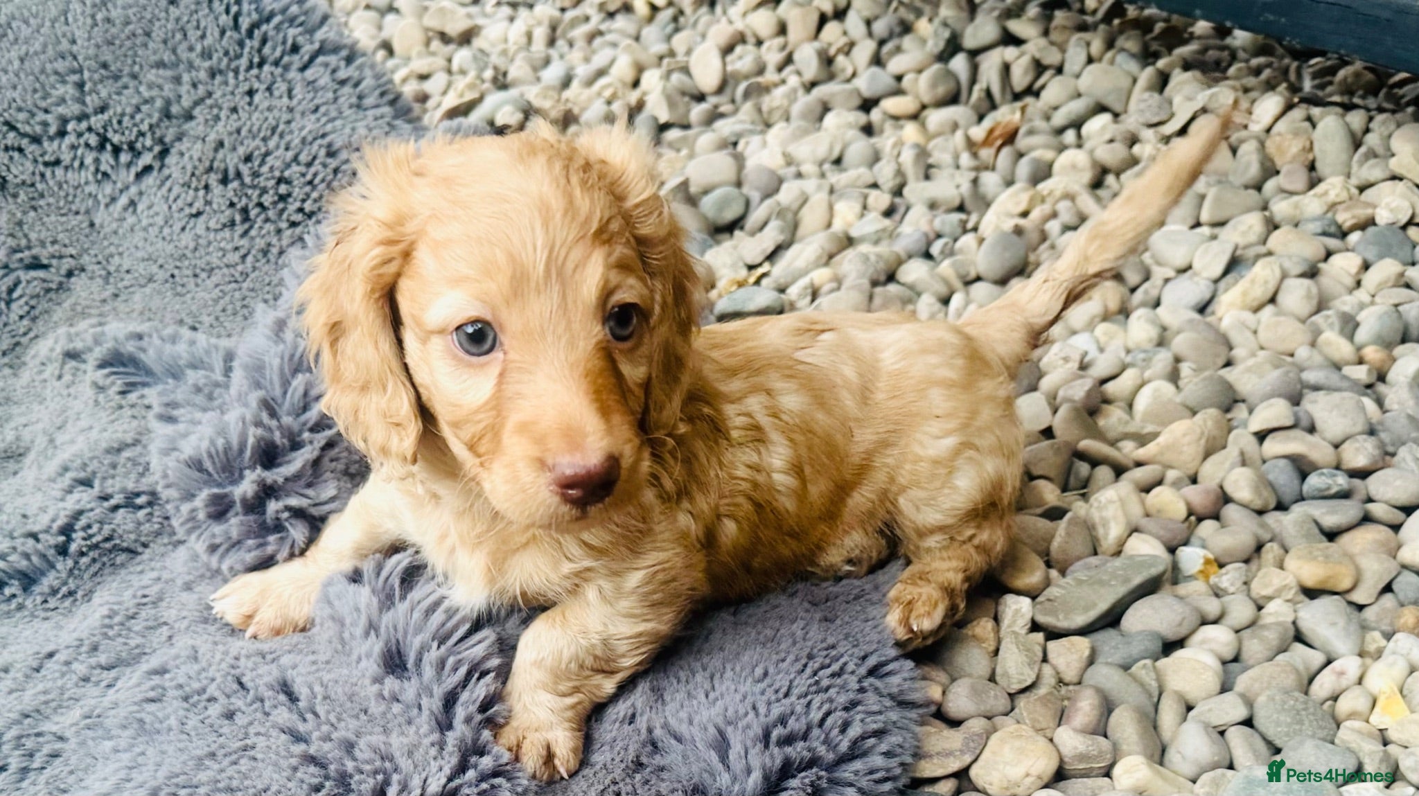 Miniature Dachshund dogs Stunning Cream Long Haired KC Miniature Dachshunds - Advert 6