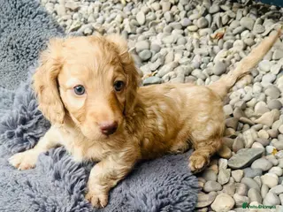 Miniature Dachshund dogs Stunning Cream Long Haired KC Miniature Dachshunds - Advert 6