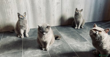British Shorthair cats - Advert 9