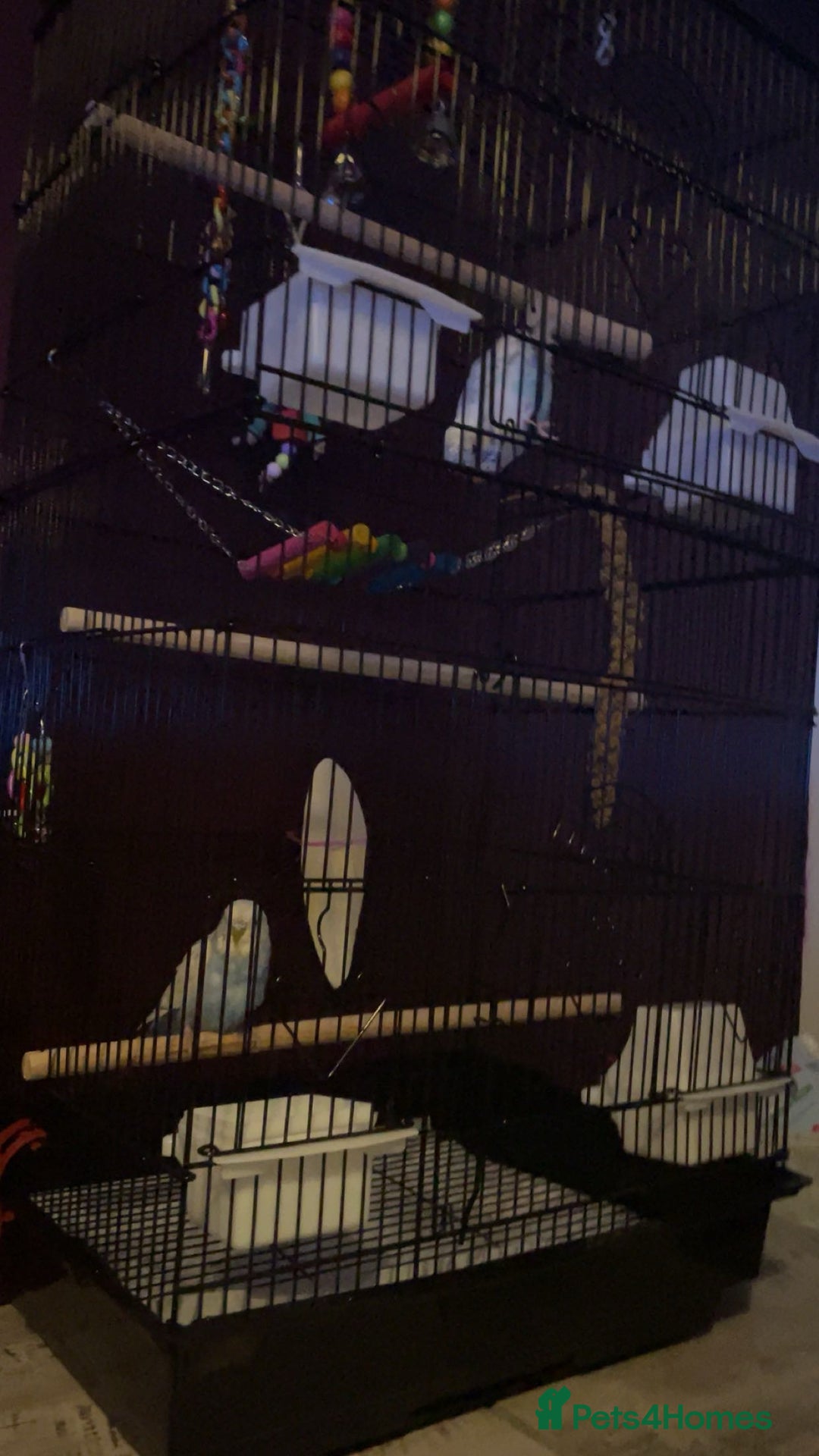 Budgerigars birds for sale: Untamed bonded budgie pair - Image 2