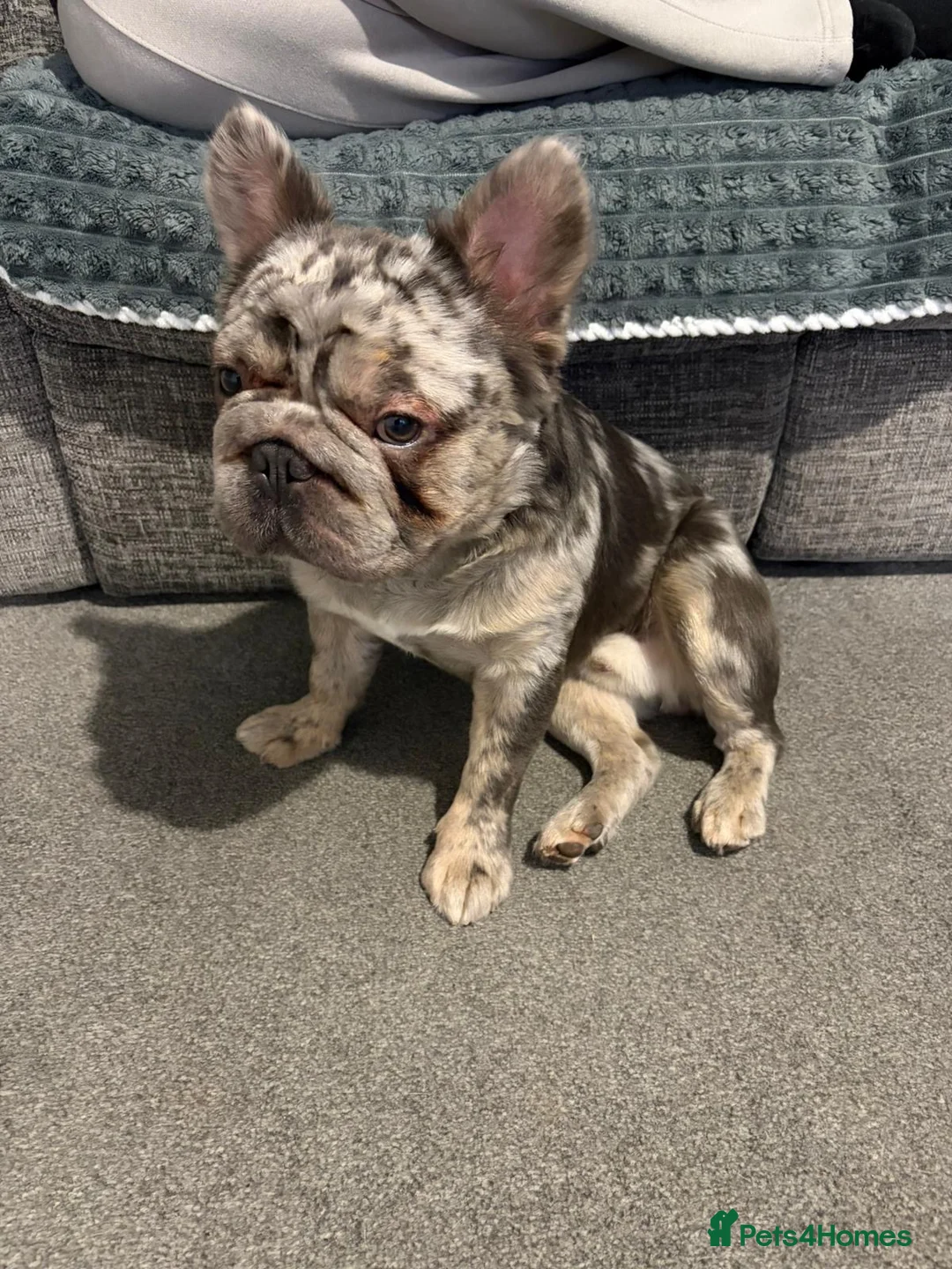 French Bulldog dogs for sale: 🐾 Forever Home Wanted for Bodhi French Bulldog 🐾 - Advert 6