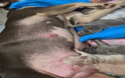 French Bulldog dogs for sale: French bulldog pups - pink and fluffy carries  - Image 8