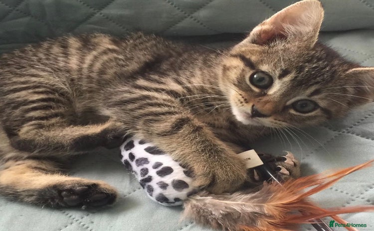 Mixed Breed cats Tabby kitten available  - Advert 5