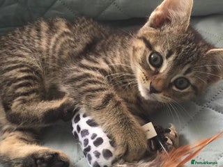 Mixed Breed cats kittens available - Advert 18