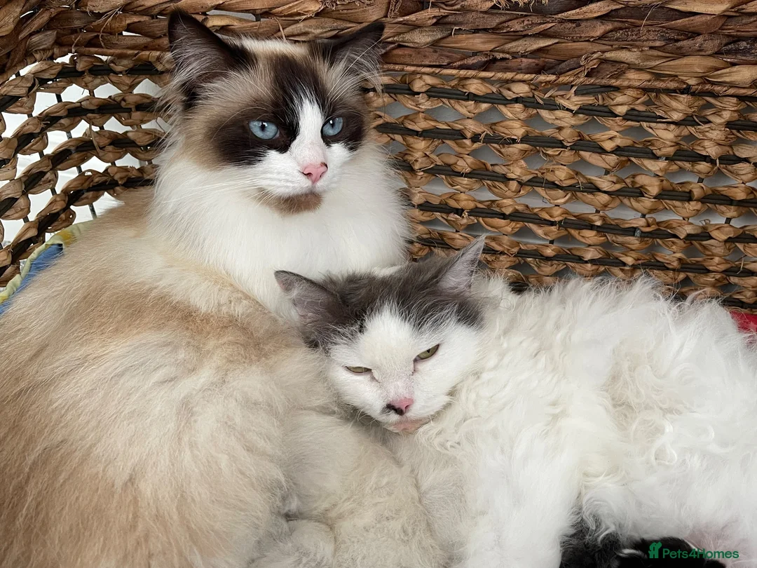 Ragdoll cats for sale: Child Friendly Ragdoll and Ragdoll Cross Kittens  - Advert 1