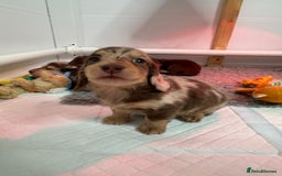 Miniature Dachshund dogs for sale: Miniature Long Haired Dachshund **Last Boy** in Saint Helens - Image 13